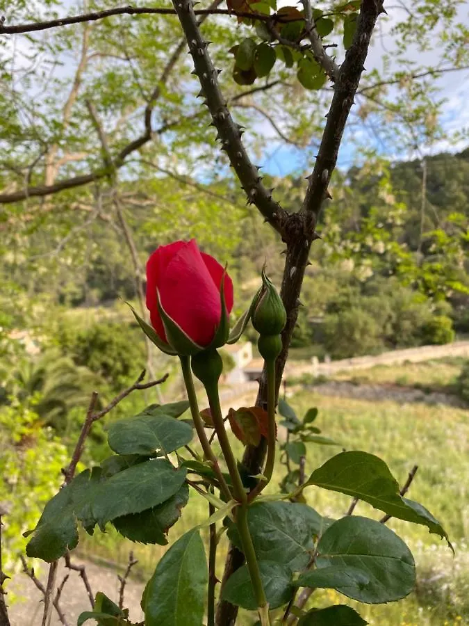 Agroturismo Finca Can Sec Alaró